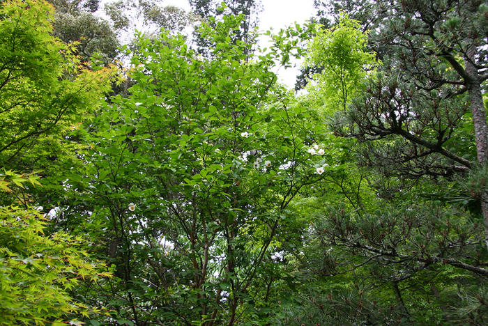 京都回顧 初夏の花咲くお寺－一休寺の沙羅双樹－_b0169330_22321942.jpg