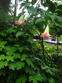 雨の中草取り（6月29日、土、雨）_c0147935_22232022.jpg