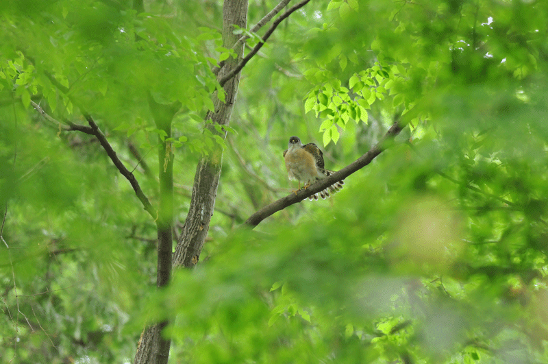 d0290240_16180287.gif