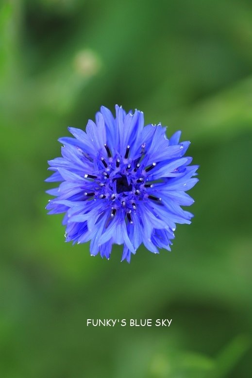 c0145250_15494607.jpg