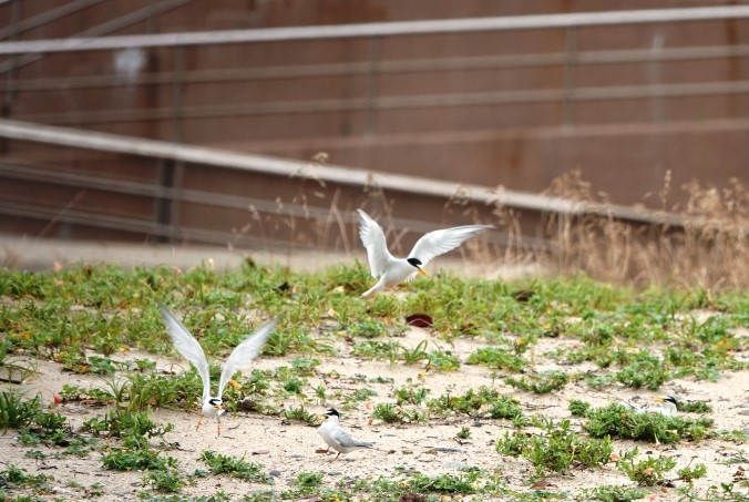 野鳥トレ　174　コアジサシ４_b0227552_19350739.jpg