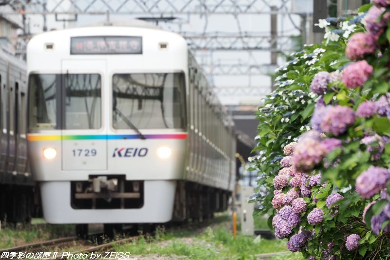 京王井の頭線・あじさい電車_d0358854_18130310.jpg