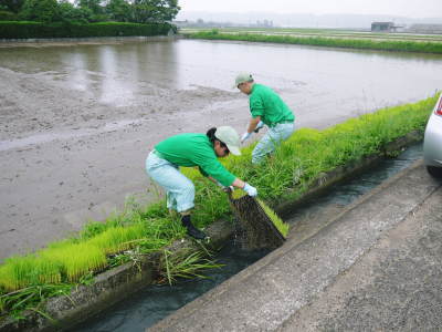 健康農園さんの令和元年の田植えの様子！菊池農業高校生さん達と共に！今年も無農薬栽培で育てます！後編_a0254656_18280990.jpg