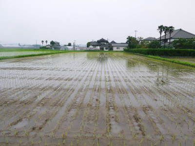 健康農園さんの令和元年の田植えの様子!菊池農業高校生さん達と共に!今年も無農薬栽培で育てます!後編_a0254656_19242797.jpg