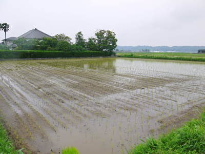 健康農園さんの令和元年の田植えの様子！菊池農業高校生さん達と共に！今年も無農薬栽培で育てます！後編_a0254656_19323332.jpg