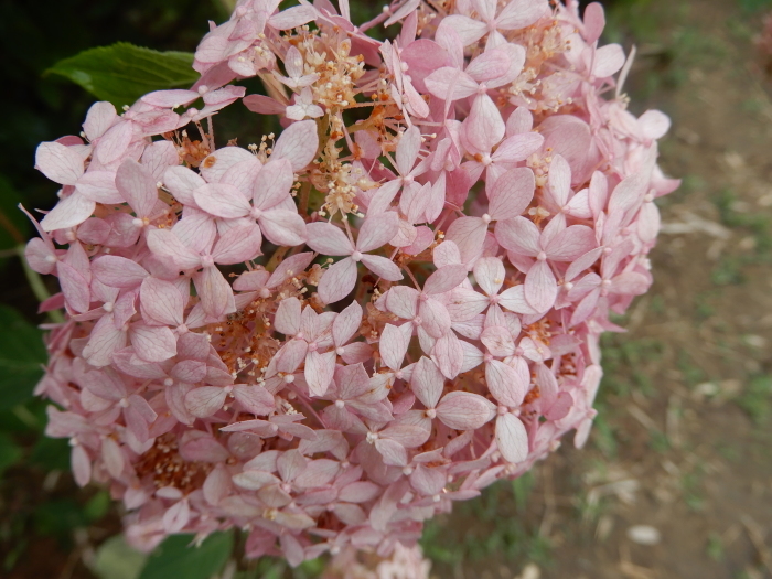 見納めの紫陽花になるのかな　_c0143772_18323602.jpg