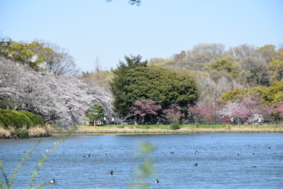 ♪ ダニエル 三ッ池公園～お花見&#127800;散歩～(#^.^#) ♪_b0242873_23540135.jpg