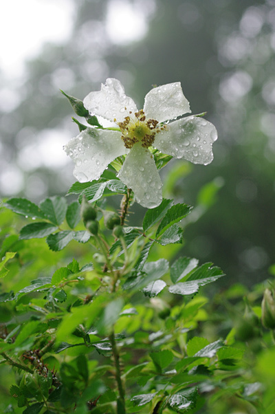 美しいモーデン・ブラッシュと雨に透ける花びらのロサ・ポーリー_e0081973_20260477.jpg