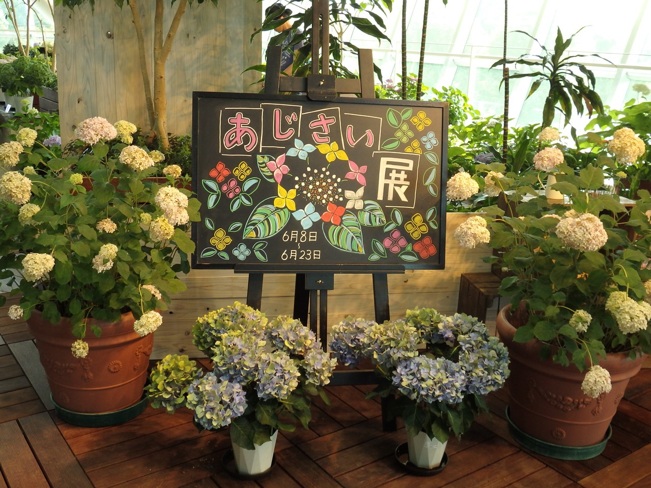 最高のあじさい 鉢植え 室内 すべての美しい花の画像 最高のあじさい 鉢植え 室内 すべての美しい花の画像
