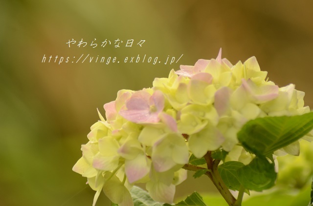 a0158478_00121178.jpg