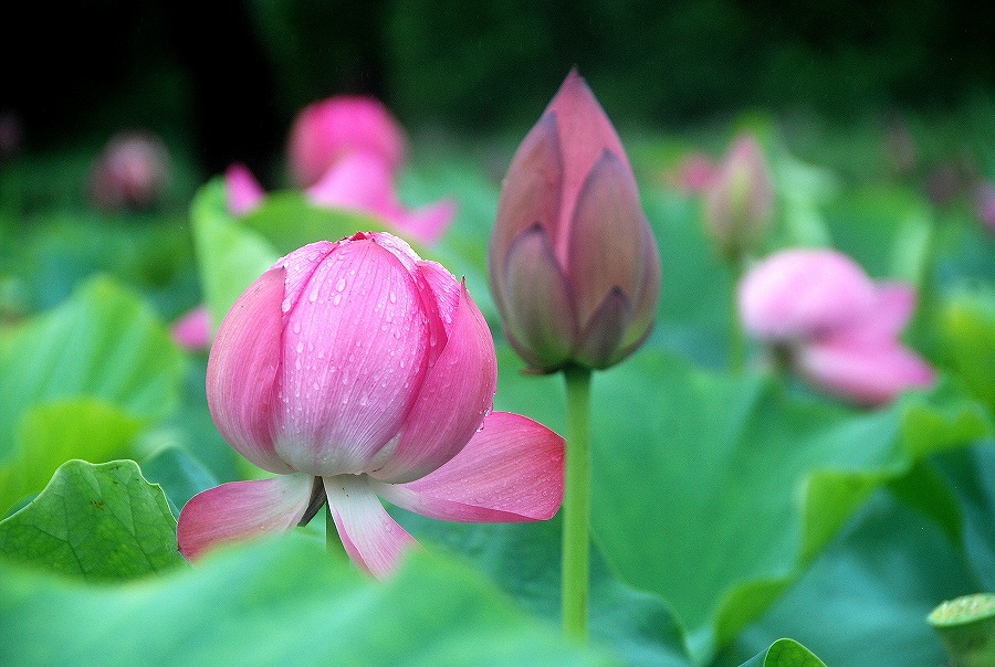 古代蓮_c0187781_23164150.jpg