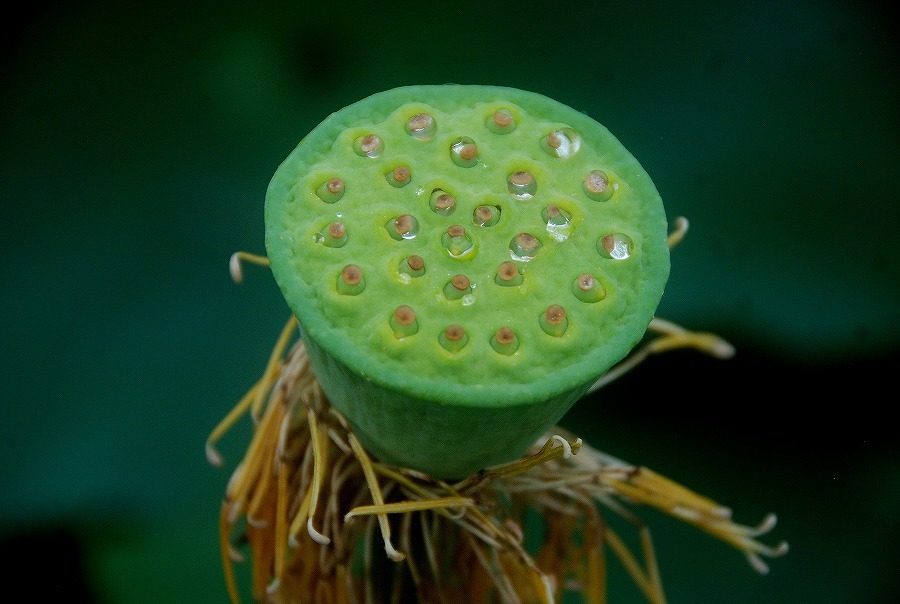 古代蓮_c0187781_23181392.jpg
