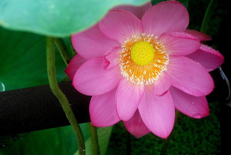 古代蓮_c0187781_23201456.jpg