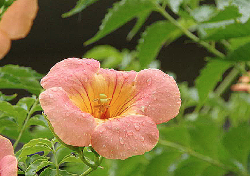 c0076682_11403916.png