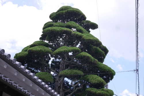 夏の下着_d0159384_21113485.jpg
