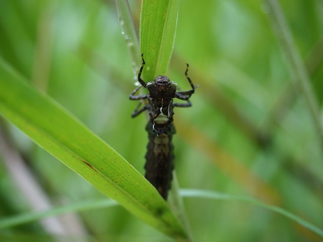 20190630 リベンジ　コシボソヤンマ_d0156387_18234059.jpg