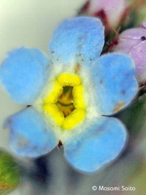 キュウリグサ 胡瓜草 草花と自然blog キュウリグサ 胡瓜草 草花と自然blog