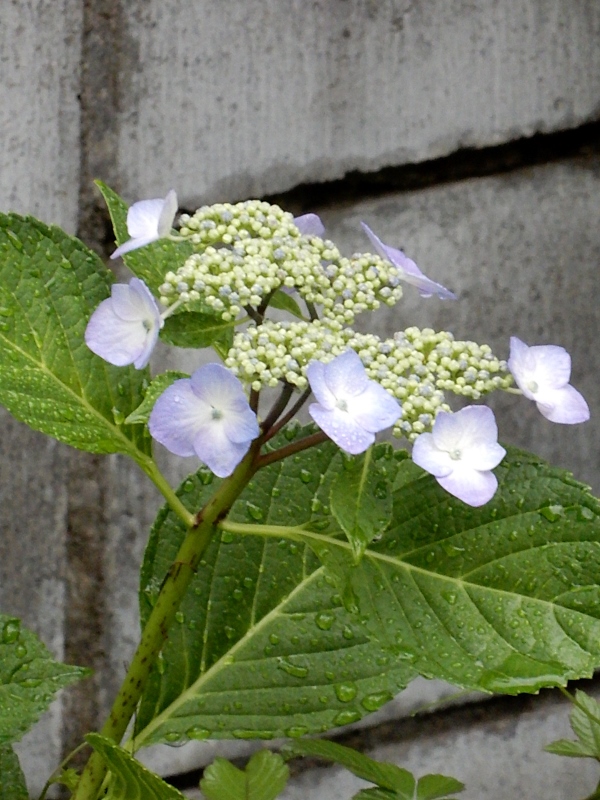 e0025300_21174199.jpg
