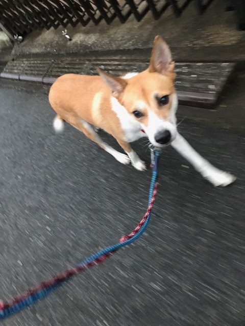ちびさんは雨オトコ?_f0242002_14163063.jpg