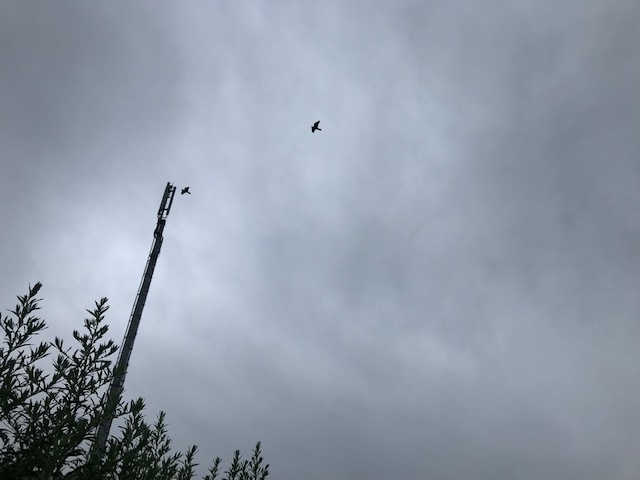 ちびさんは雨オトコ?_f0242002_14251970.jpg