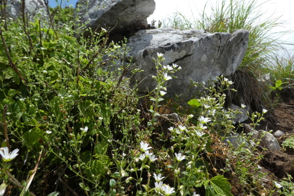 d0170615_18310336.jpg