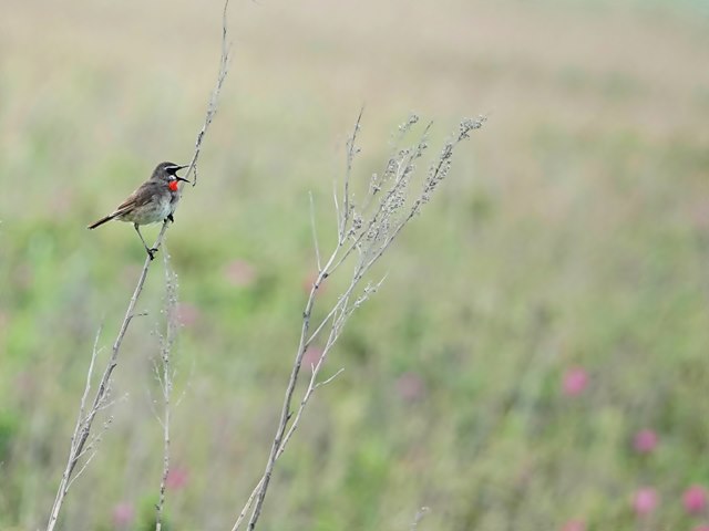 オホーツクに沿って鳥紀行④　ノゴマ♂♀　（６/２５撮影） in Hokaidou 2019/7/2_d0129921_22552176.jpg