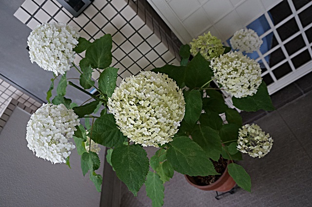 b0068423_22432843.jpg