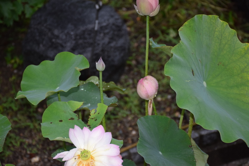 種から育てた蓮の花 初めて咲きました 驚きの 白い花でした ふんだりけブログ