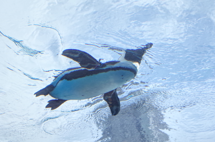 池袋サンシャイン水族館に行ってきた その4_a0287336_22375704.jpg