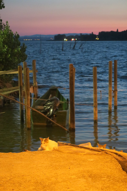 夕日と猫とトラジメーノ湖_f0234936_773563.jpg