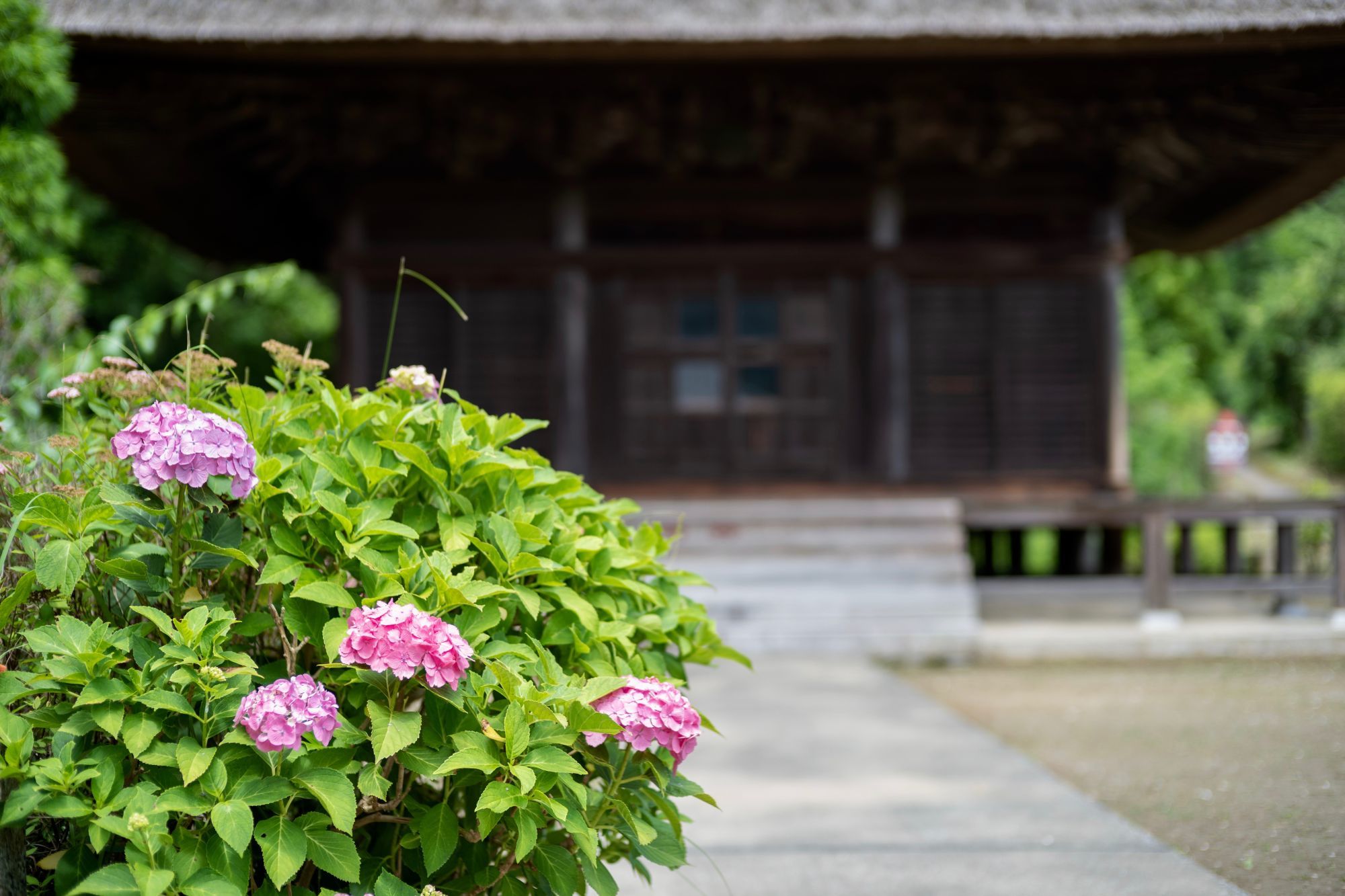 【重要文化財|西願寺 阿弥陀堂】 行き方、見学のしかた (千葉県 市原市)_b0212342_03542532.jpg