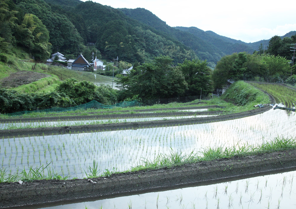 明日香　栢森（かやのもり）　田植え_c0108146_09481445.jpg