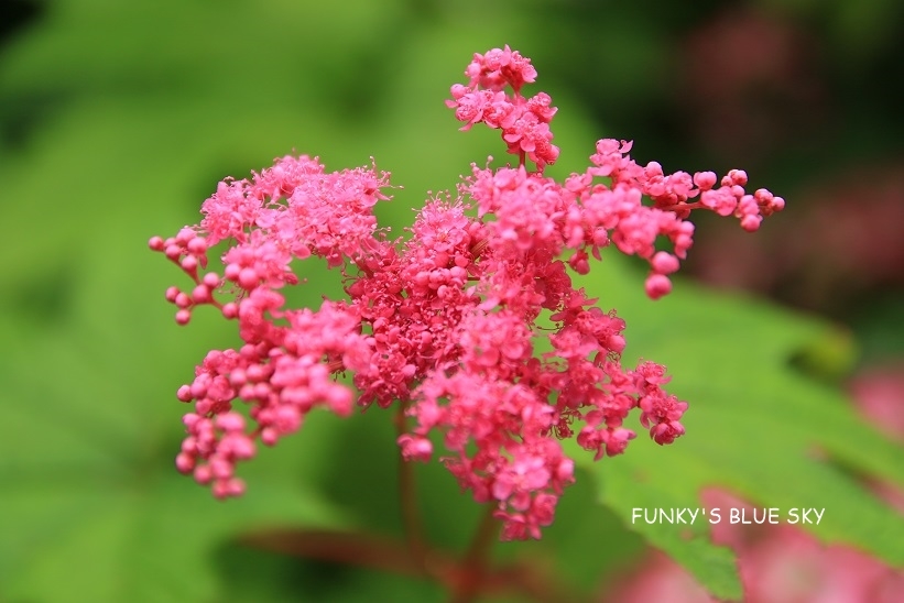 c0145250_10425370.jpg