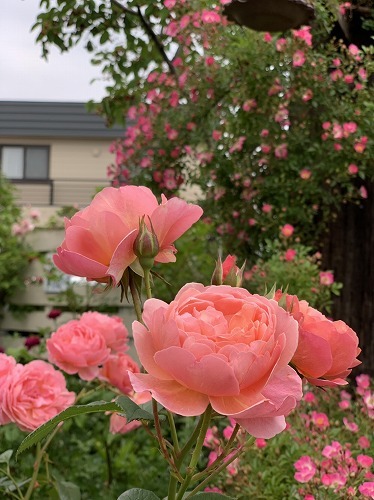 ＊3件目ガーデンツアー　薔薇の素晴らしいお庭♪＊_e0159050_17472730.jpg