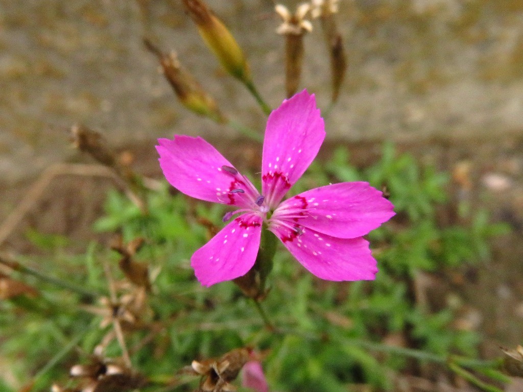 木曽川でノハラナデシコに..._a0018655_09221783.jpg