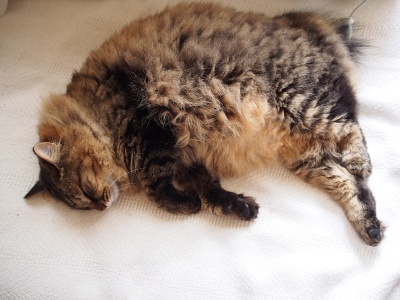 【ねこPhoto】りんちゃんモフモフ充電中（笑）_b0008655_12300634.jpg
