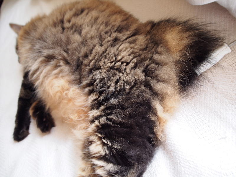 【ねこPhoto】りんちゃんモフモフ充電中（笑）_b0008655_12303157.jpg