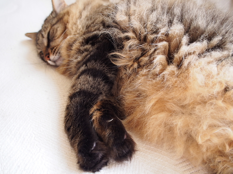 【ねこPhoto】りんちゃんモフモフ充電中（笑）_b0008655_12310077.jpg