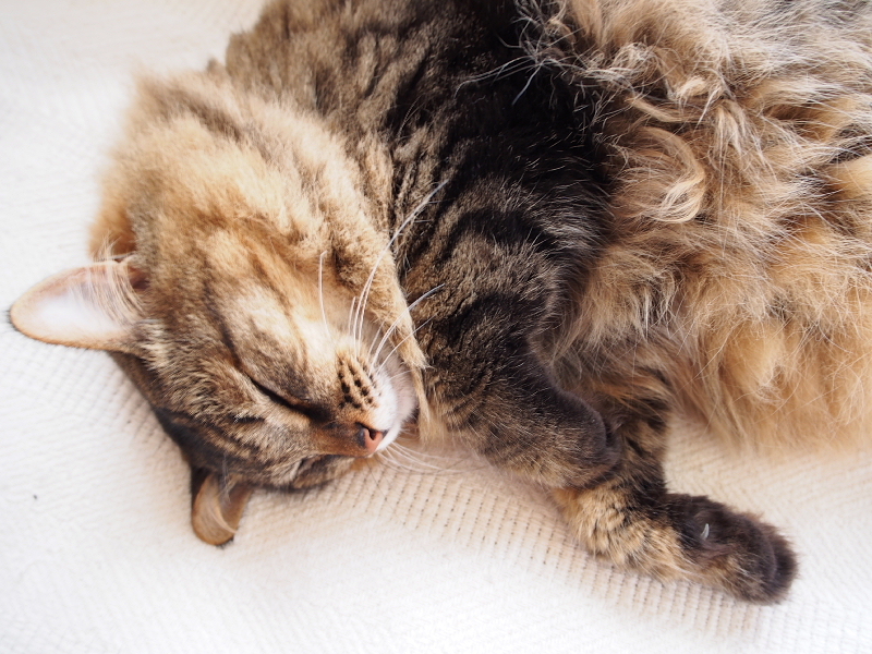 【ねこPhoto】りんちゃんモフモフ充電中（笑）_b0008655_12331767.jpg