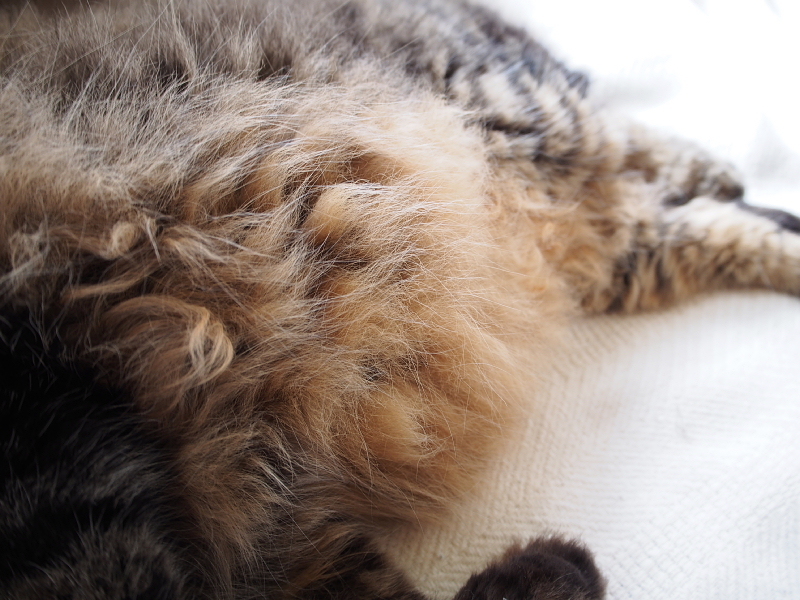 【ねこPhoto】りんちゃんモフモフ充電中（笑）_b0008655_12341207.jpg