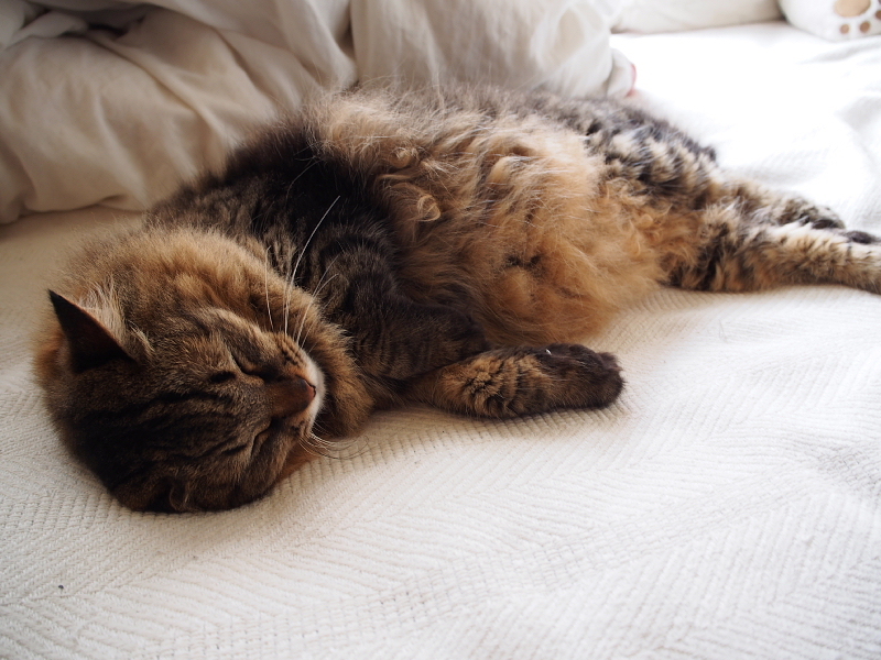 【ねこPhoto】りんちゃんモフモフ充電中（笑）_b0008655_12354357.jpg