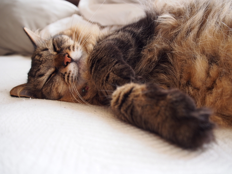 【ねこPhoto】りんちゃんモフモフ充電中（笑）_b0008655_12370122.jpg