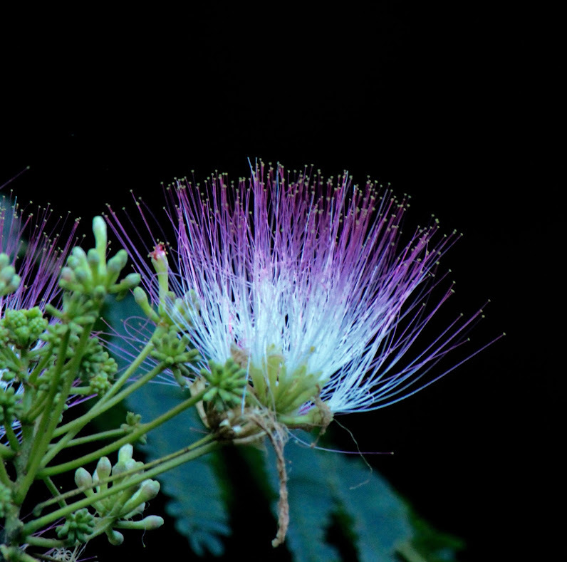 a0248459_14012910.jpg