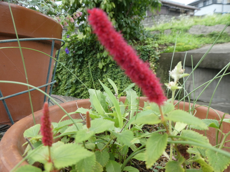 c0108460_20175241.jpg