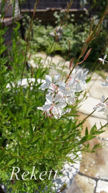 ガーデンにおすすめな植物~❤_f0029571_01493752.jpg