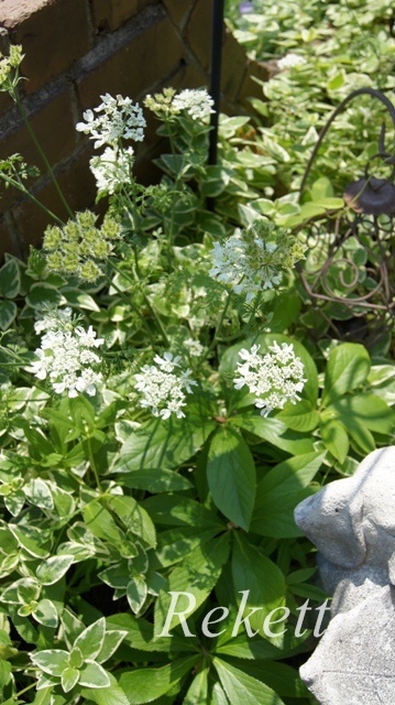 ガーデンにおすすめな植物～❤_f0029571_01500968.jpg