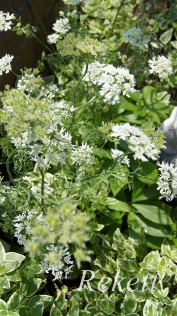 ガーデンにおすすめな植物～❤_f0029571_01504166.jpg