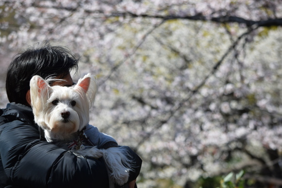 ♪ ダニエル 三ッ池公園～お花見&#127800;散歩～(#^.^#) ♪_b0242873_00013254.jpg