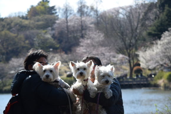 ♪ ダニエル 三ッ池公園～お花見&#127800;散歩～(#^.^#) ♪_b0242873_00095418.jpg