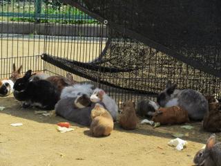 こども動物園_a0381579_13141945.jpg